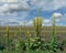 Dense-flowered Mullein Verbascum densiflorum,Rhineland,Germany