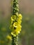 Dense-flowered Mullein Verbascum densiflorum,Rhineland,Germany