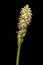 Dense flowered orchid inflorescense over black - Neotinea maculata