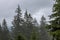 Dense fog over mountain meadow and forest