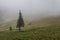 Dense fog over mountain meadow and forest