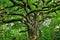 Dense foliage over a centenary Oak tree