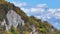 Dense Forest Covering Mountain Slope