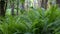 dense forest fern just off the path