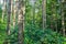 Dense forest. An impenetrable thicket. Background image. Russia. Summer day