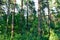 Dense forest. An impenetrable thicket. Background image. Russia. Summer day