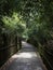 Dense forest in light and shadow