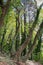 Dense Forest next to the Pozar Thermal Baths Aridaia Greece