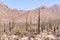 Dense forest of Saguaro cactus, in Saguaro National Park West, near Tuscon Arizona