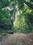 A dense forest with tall trees in the national park.