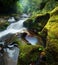 Dense Forest Waterfall