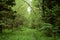 Dense forest. A winding path in the forest. The branches of the trees bent over the trail. Green grass