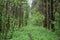 Dense forest. A winding path in the forest. The branches of the trees bent over the trail. Green grass