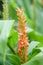 Dense Ginger Lily Hedychium densiflorum Assam Orange, budding orange flowers