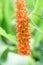 Dense Ginger Lily, Hedychium densiflorum Assam Orange, orange flowers