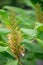 Dense Ginger Lily Hedychium densiflorum Stephen budding flower