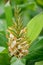 Dense Ginger Lily, Hedychium densiflorum Stephen, budding flowers on a flower spike