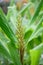 Dense Ginger Lily Hedychium densiflorum Stephen, buds on flower spike