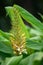 Dense Ginger Lily Hedychium densiflorum Stephen, flowers budding on a flower spike