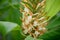 Dense Ginger Lily, Hedychium densiflorum Stephen, flowers on a flower spike