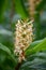 Dense Ginger Lily Hedychium densiflorum Stephen, yellow flower with orange stamen