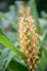 Dense Ginger Lily Hedychium densiflorum Stephen, yellow flower spike