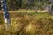 Dense Grass Covering Taiga Forest in Autumn