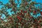 A dense green apple tree with lots of red apples against a bright blue sky under the hot sun.