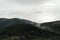 Dense green forest with fog. Landscape coniferous trees in mysterious haze, mountain forest massif Carpathian Mountains