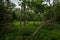 Dense green forest grounds on the Shiretoko Peninsula at Shiretoko 5-lakes, Shiretoko National Park
