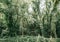 Dense green forest lianas climbing plants