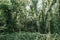 Dense green forest lianas climbing plants