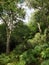 Dense green forest surrounded by dense ferns grass and trees in summer sunlight