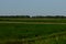 Dense green grasses grow in the field. Farmland. Scenery