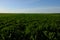 Dense green grasses grow in the field. Farmland. Scenery