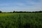 Dense green grasses grow in the field. Farmland. Scenery