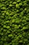 Dense Green Moss Covering Wall