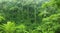 Dense, green, rainforest in the form of a background