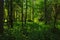 Dense green spring forest in the flemish countryside