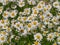 dense group chamomile (Matricaria chamomilla). It is used for te