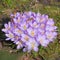 A dense group of purple crocuses in the garden