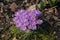 A dense group of purple crocuses in the garden