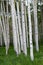 Dense group of Quaking Aspen Trees