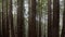 Dense grove of Second-growth Coast Redwoods