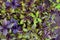 Dense growing basil purple spice.
