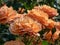 Dense growing shrub rose (rosa) \\\'Lambada\\\' flowering with clusters of rich coral orange blooms