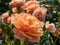 Dense growing shrub rose (rosa) \\\'Lambada\\\' flowering with clusters of rich coral orange blooms