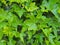 Dense growth of bright green ivy in close up background image