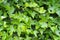 Dense growth of ivy covering a wall in bright sunlight