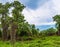 Dense impassable green jungle landscape